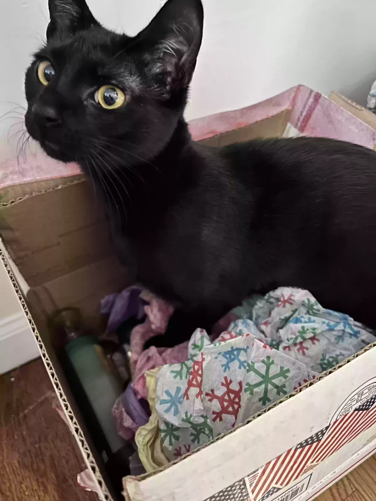 Lost cat in Jamaica, NY, 11435