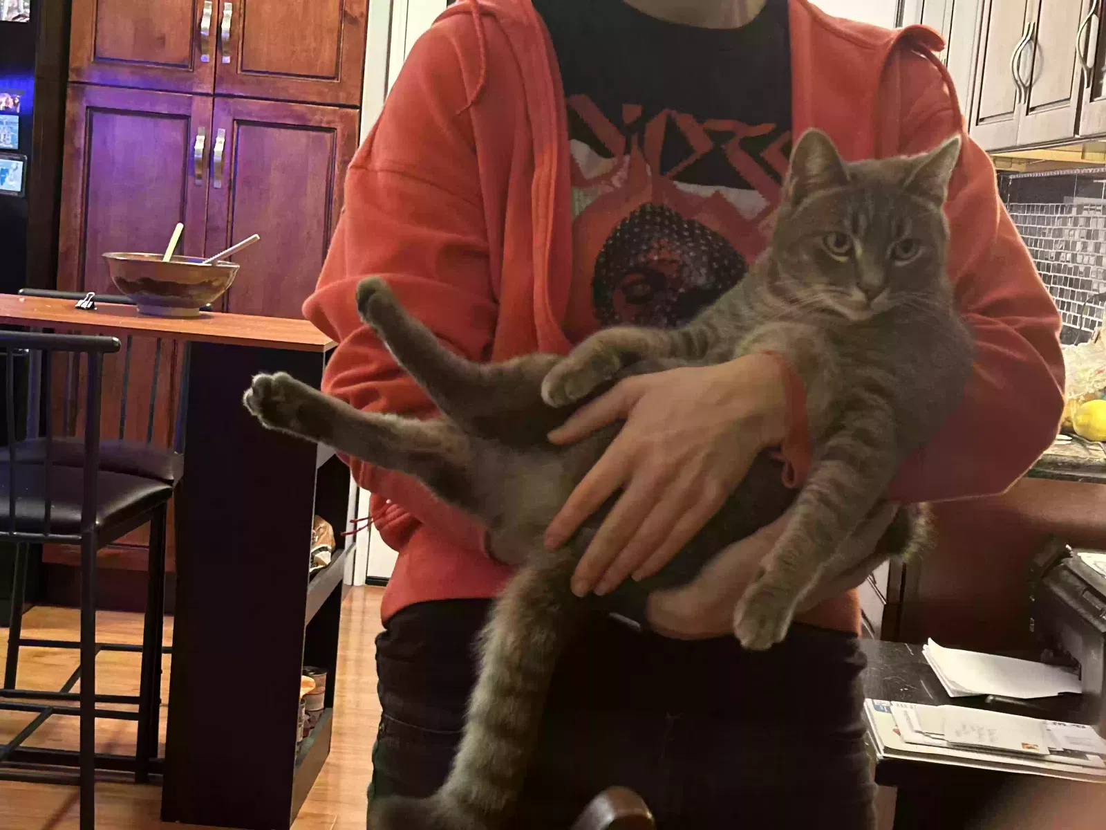 Lost cat in El Cerrito, CA, 94530