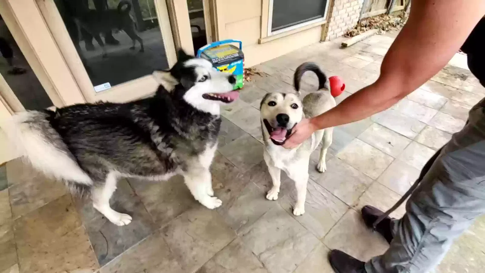 Found dog in Arlington, TX, 76013