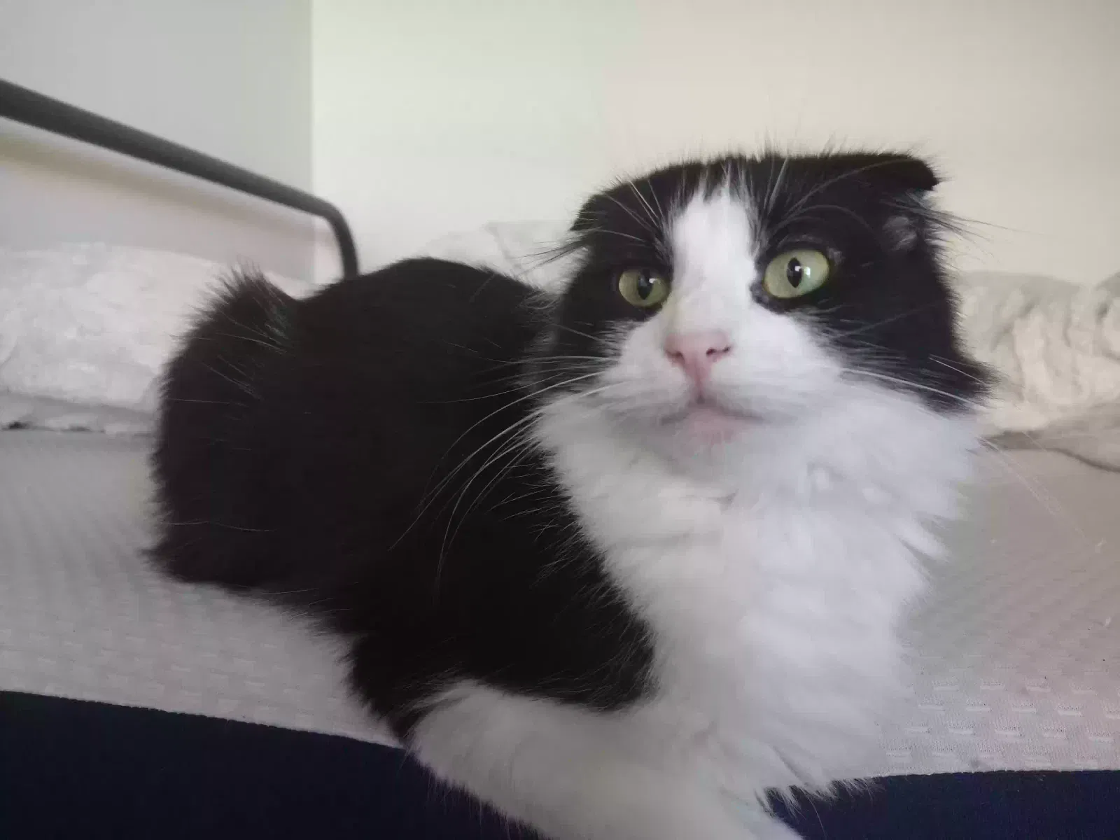 Lost cat in Commerce, TX, 75428