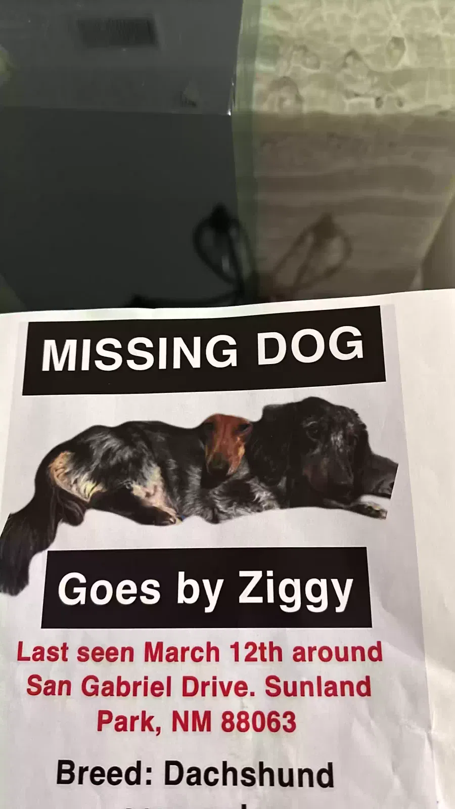 Lost dog in Sunland Park, NM, 88063