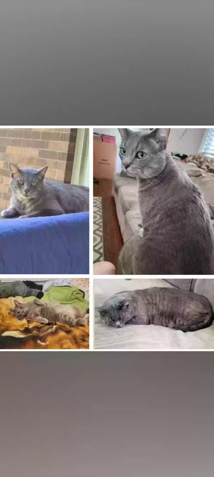 Lost cat in Wilkesboro, NC, 28697