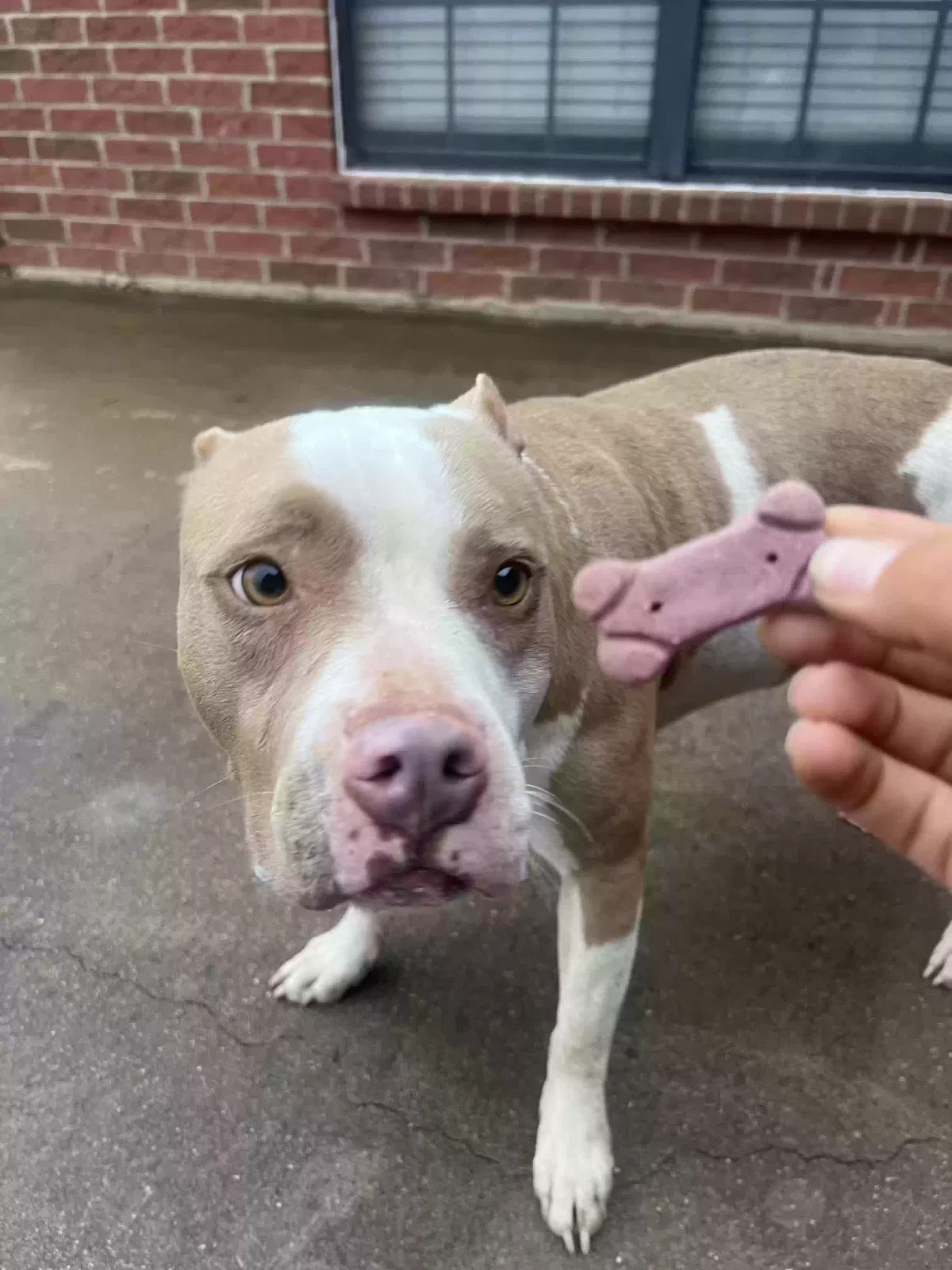 Found dog in Gladewater, TX, 75647