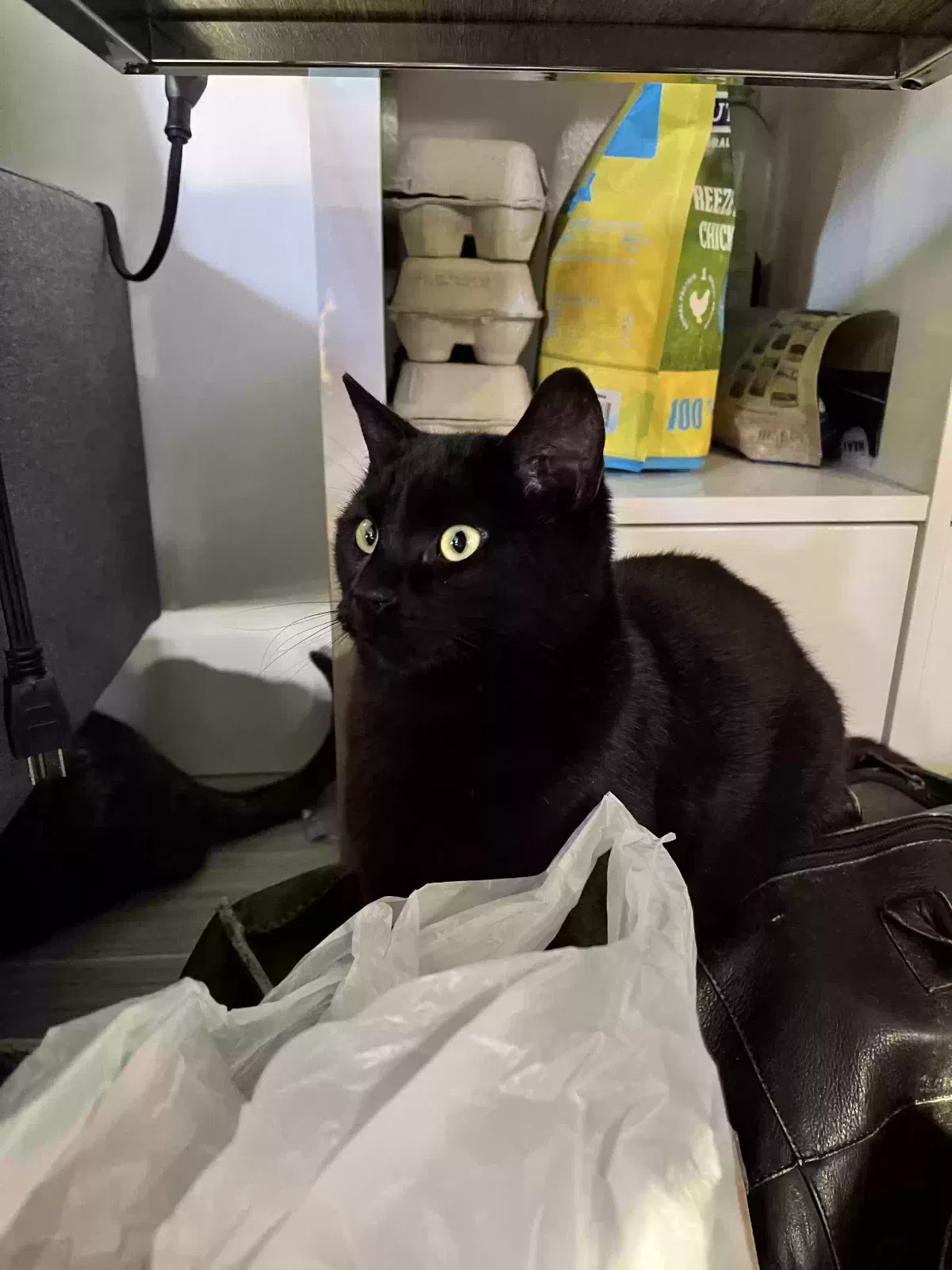 Lost cat in Fountain, CO, 80817