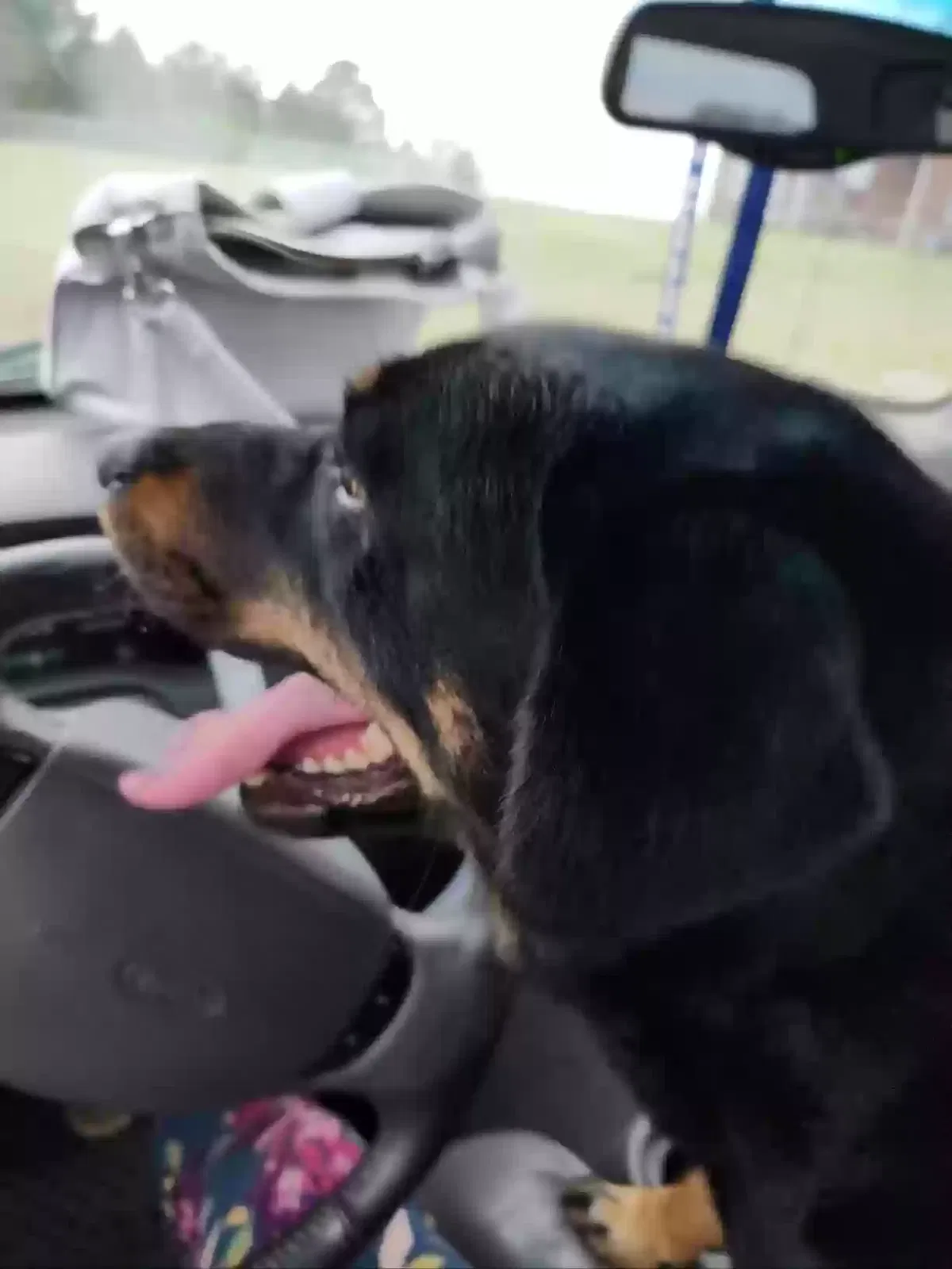 Found dog in Bunnlevel, NC, 28323