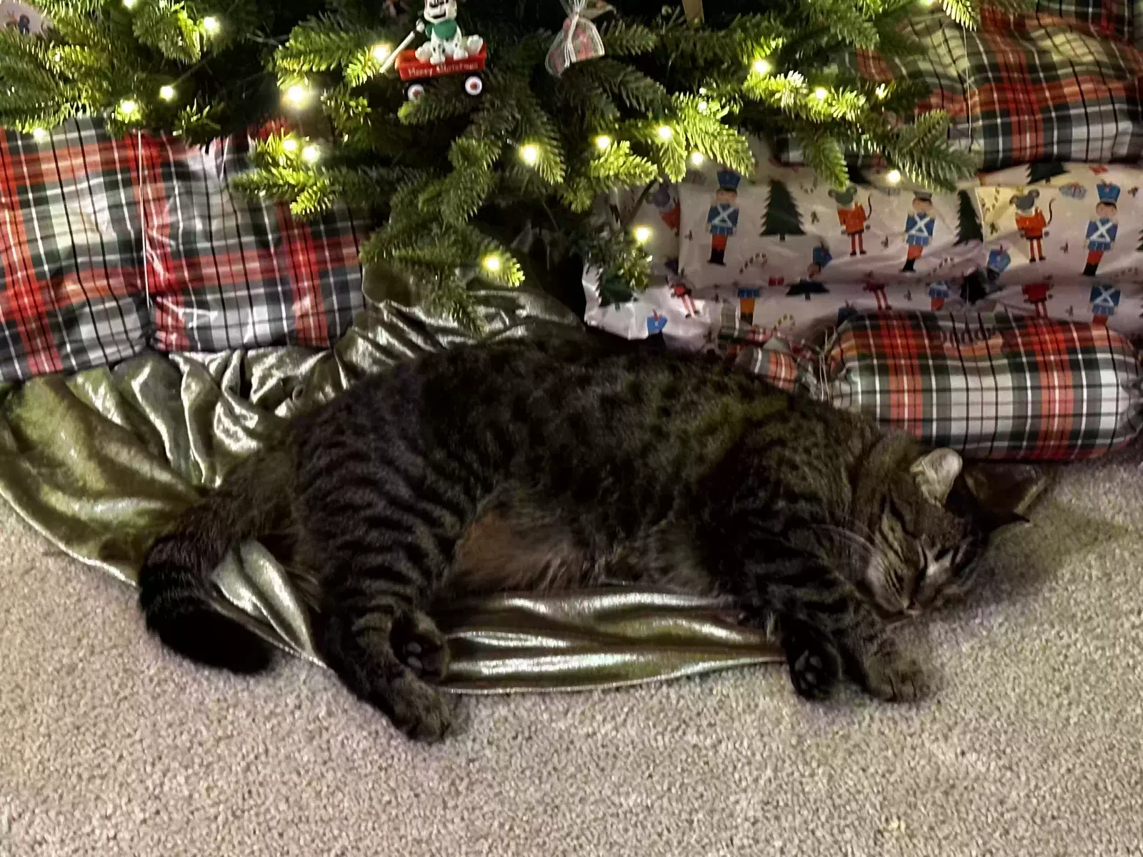 Lost cat in Dallas, TX, 75206