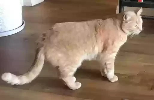 Lost cat in Del Mar, CA, 92014