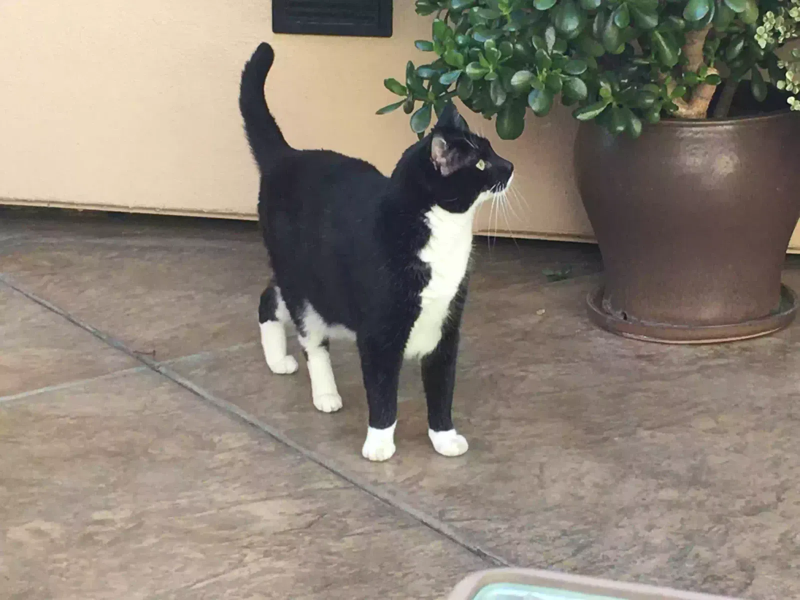 Lost cat in Fairfield, CA, 94534