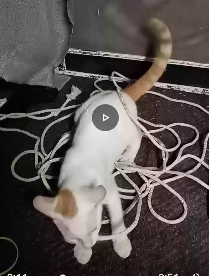 Lost cat in Ormond Beach, FL, 32174