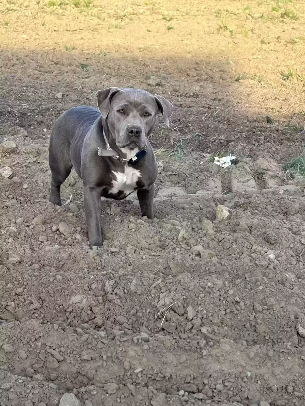 Found dog in Ontario, CA, 91762