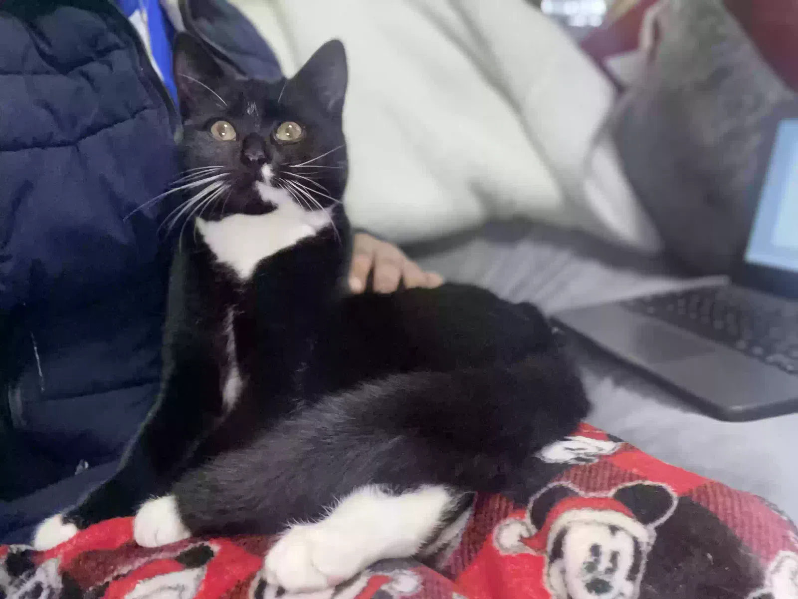 Lost cat in Taunton, MA, 2780