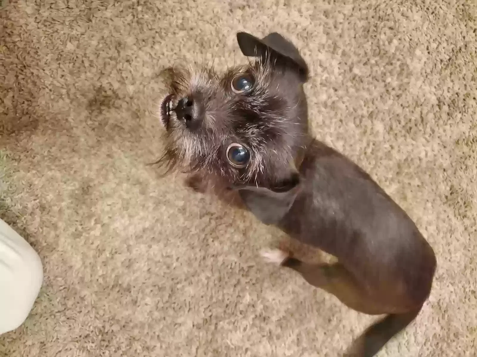 Lost dog in Humble, TX, 77338