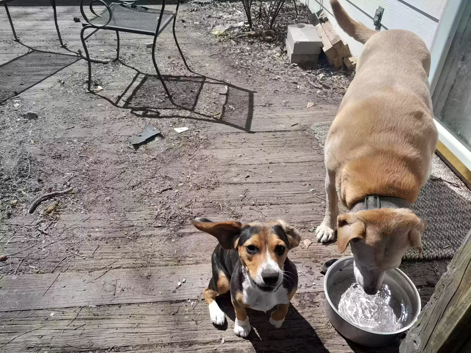 Lost dog in Maxton, NC, 28364