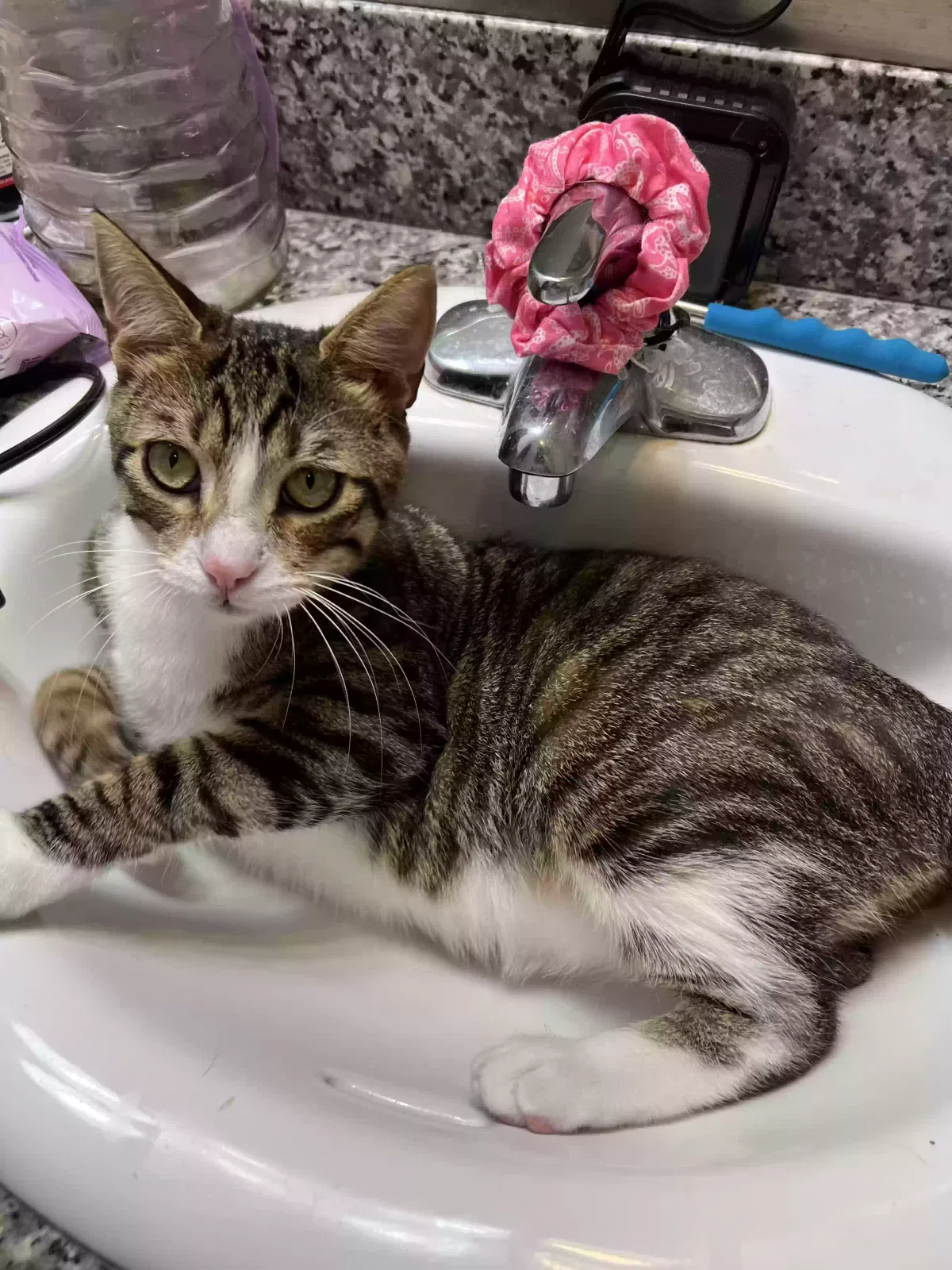 Lost cat in Spring Hill, FL, 34606