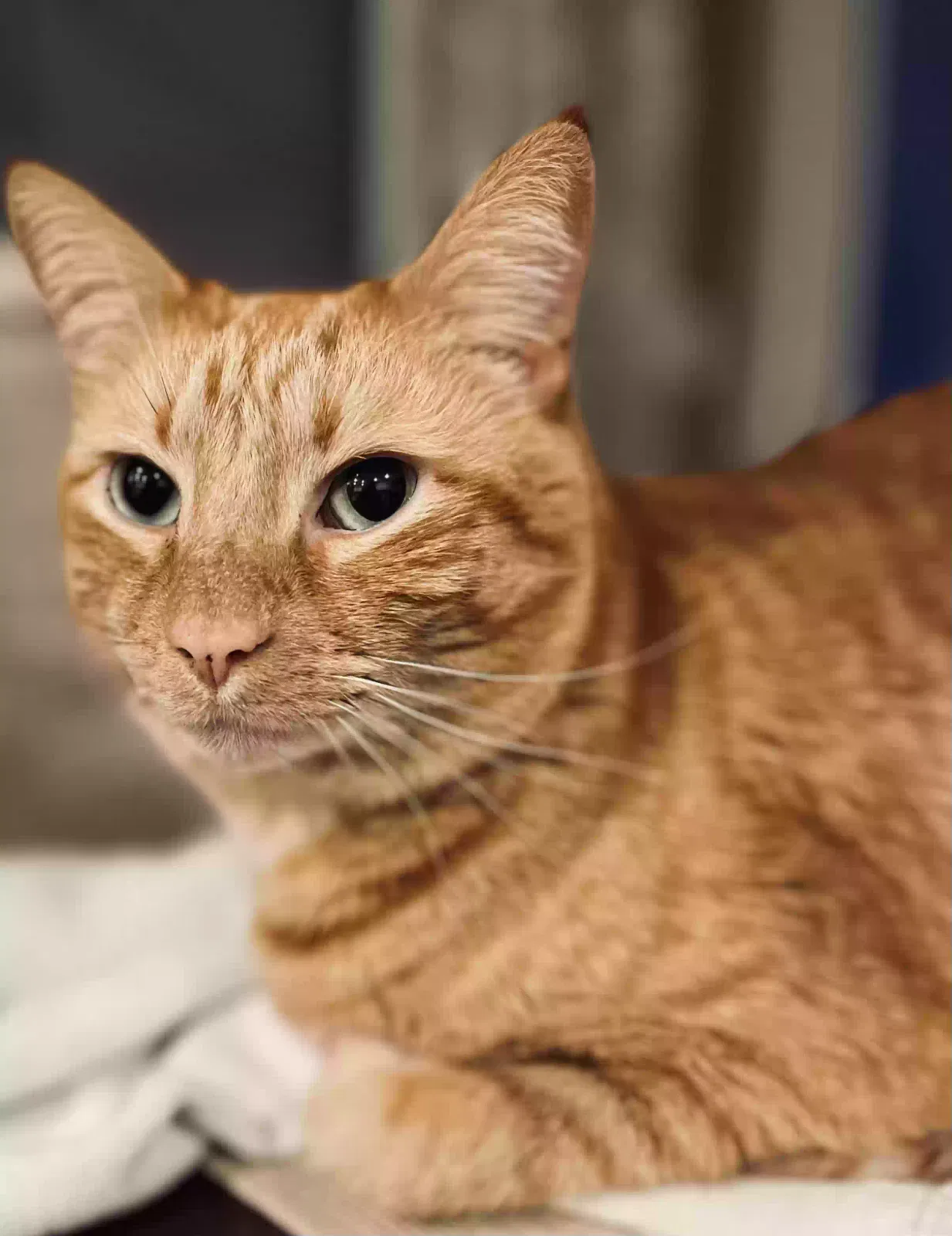 Lost cat in Grayson, GA, 30017