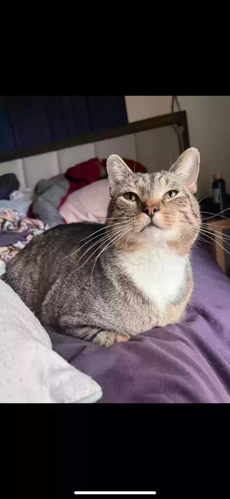 Lost cat in Akron, OH, 44302