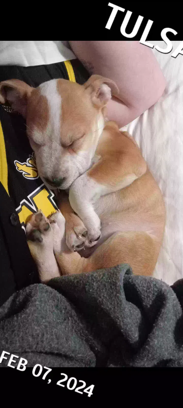 Lost dog in Tulsa, OK, 74115