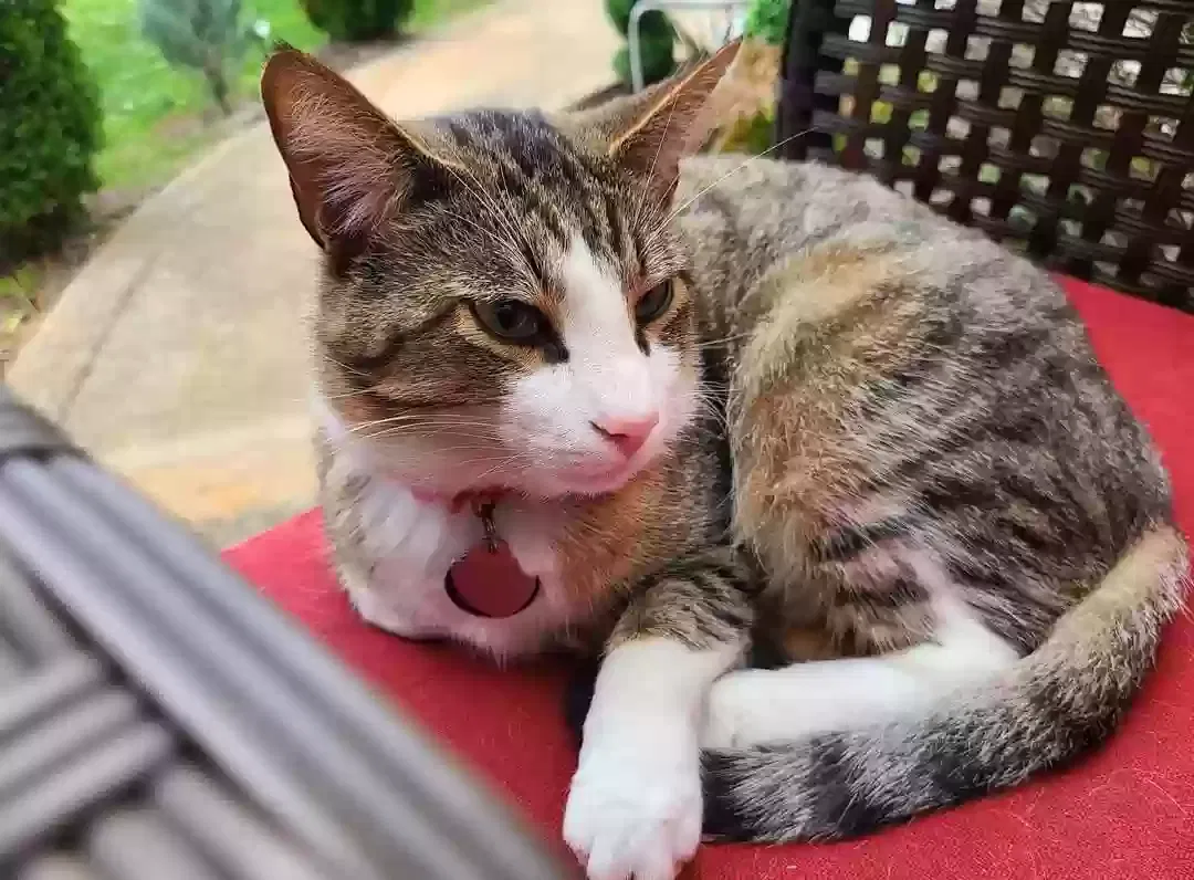 Lost cat in Clarksville, TN, 37040