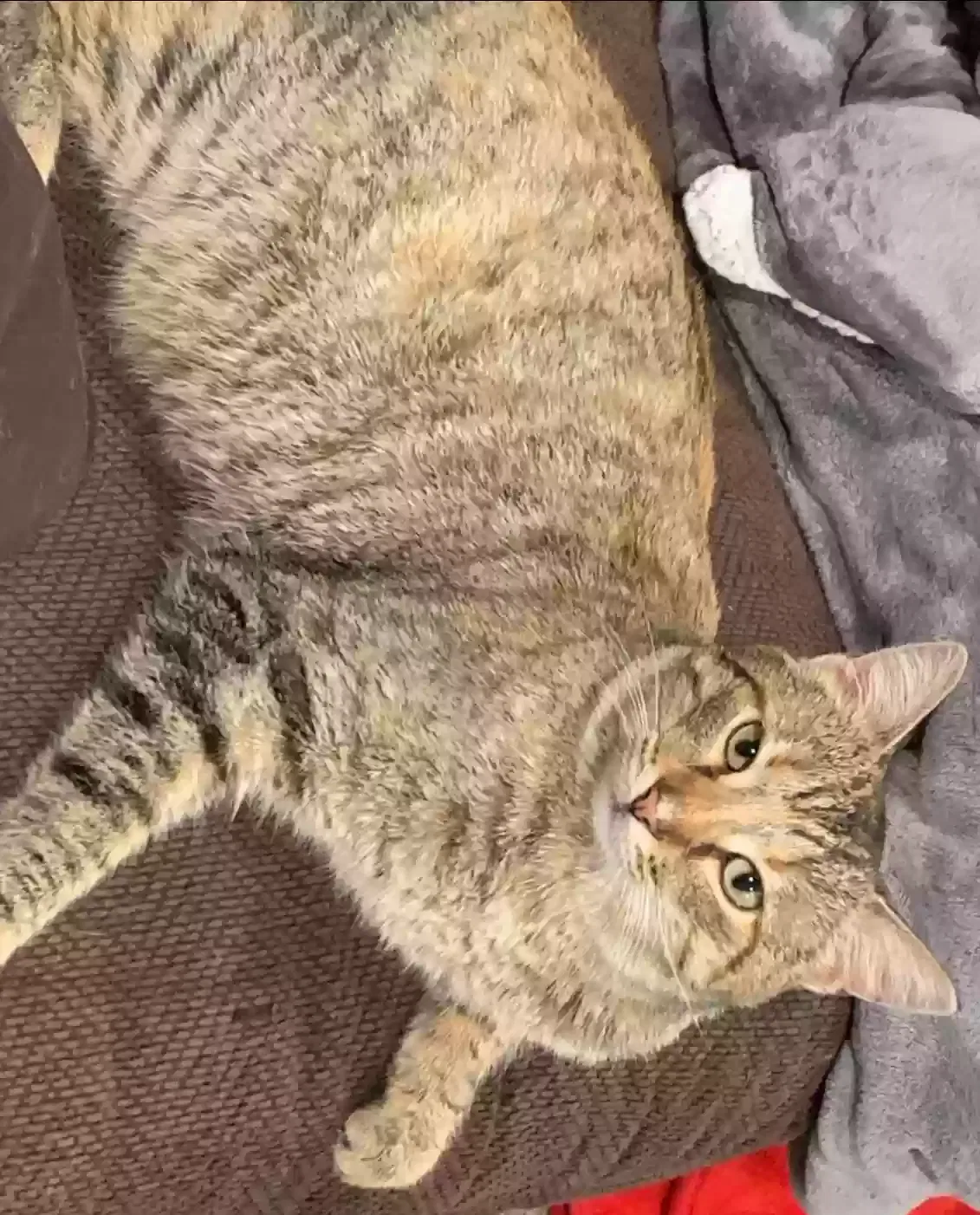 Lost cat in De Pere, WI, 54115