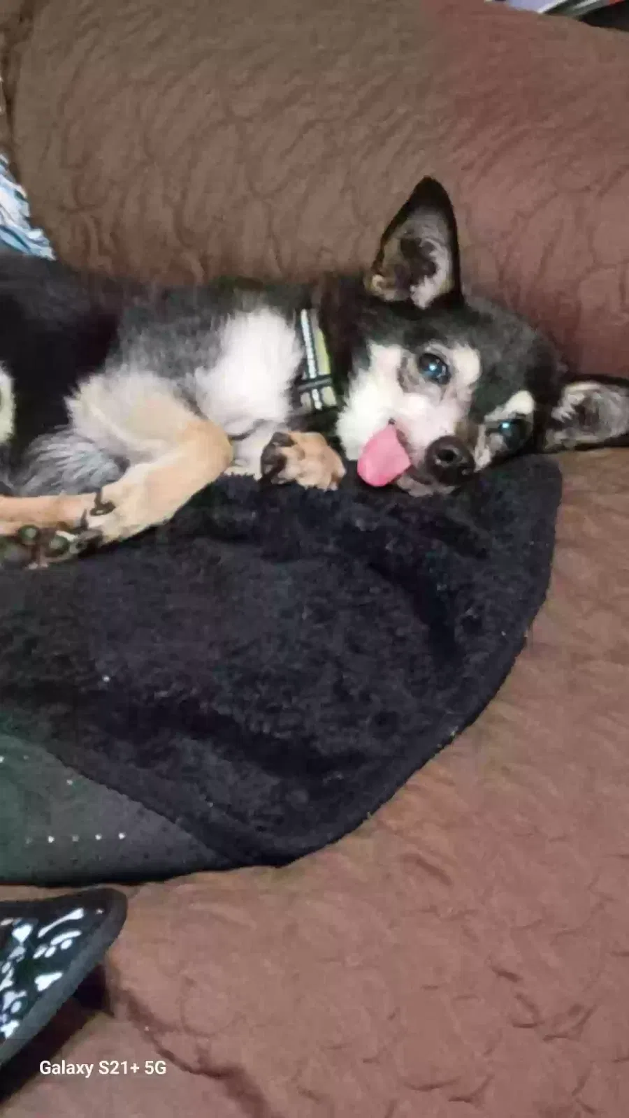 Lost dog in Sacramento, CA, 95815