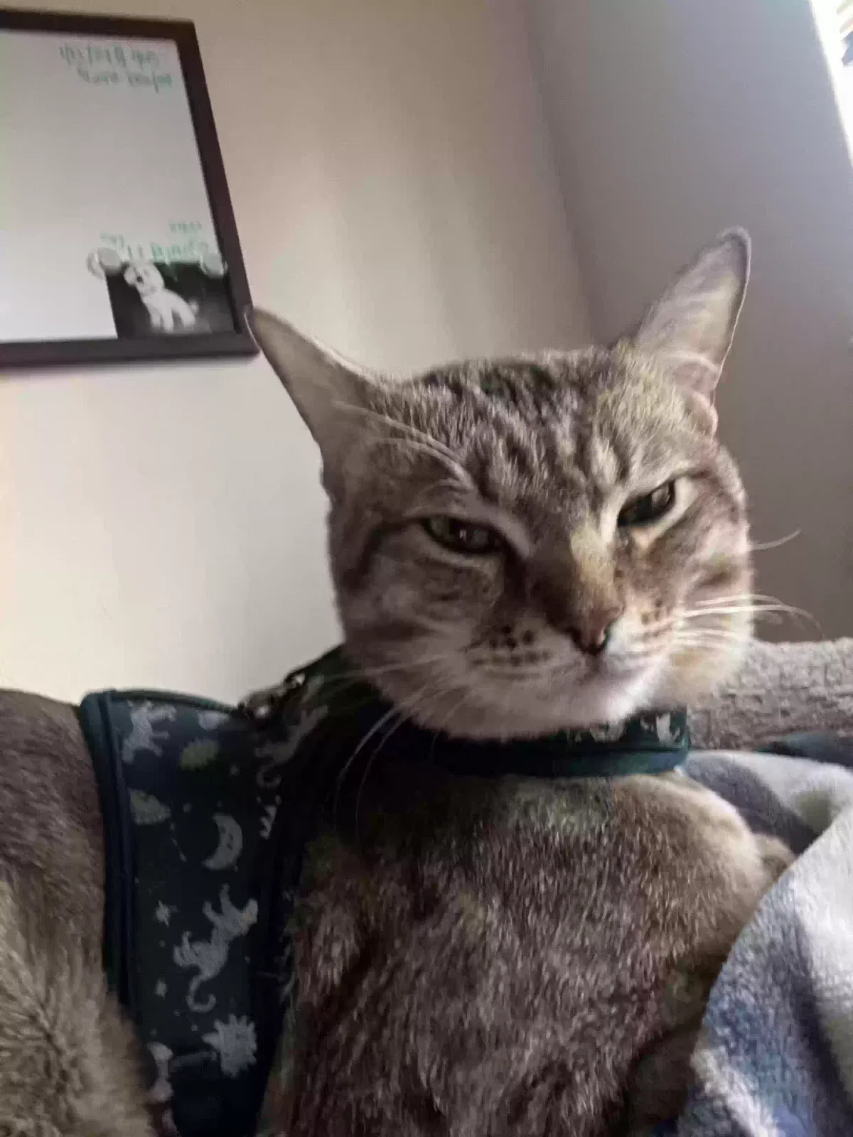 Lost cat in Riverdale, MD, 20737