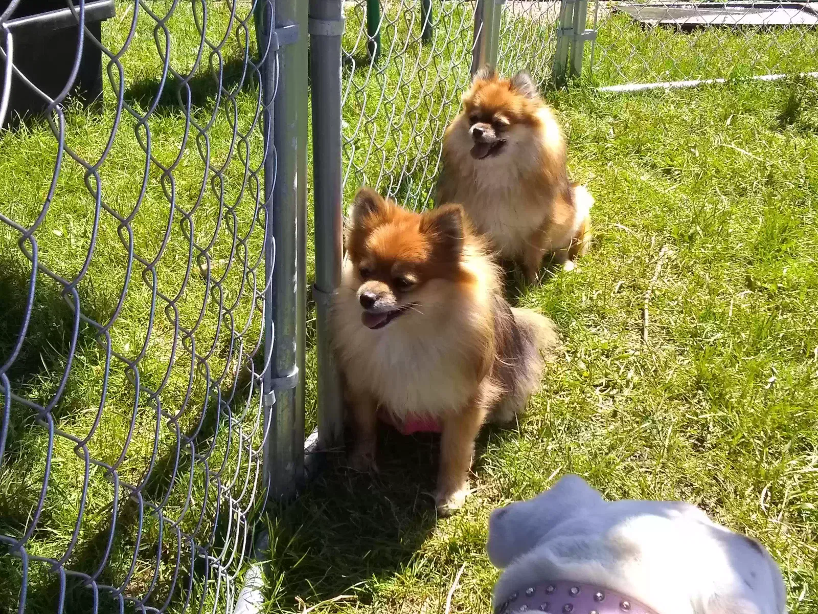 Lost dog in Rockford, IL, 61101