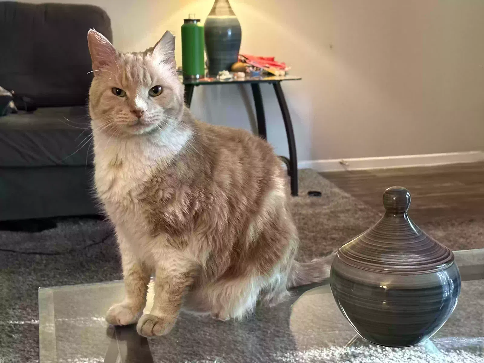 Lost cat in Henderson, NV, 89015