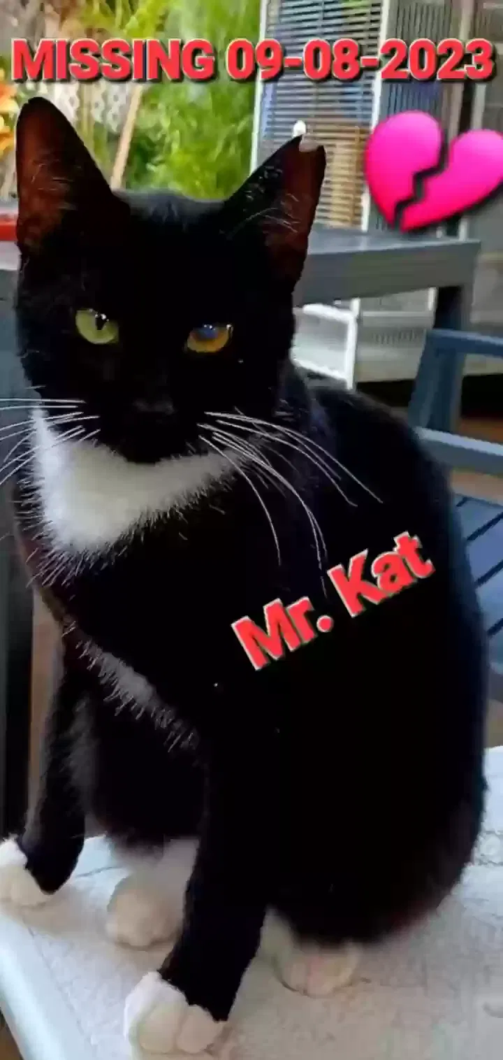 Missing Cat
