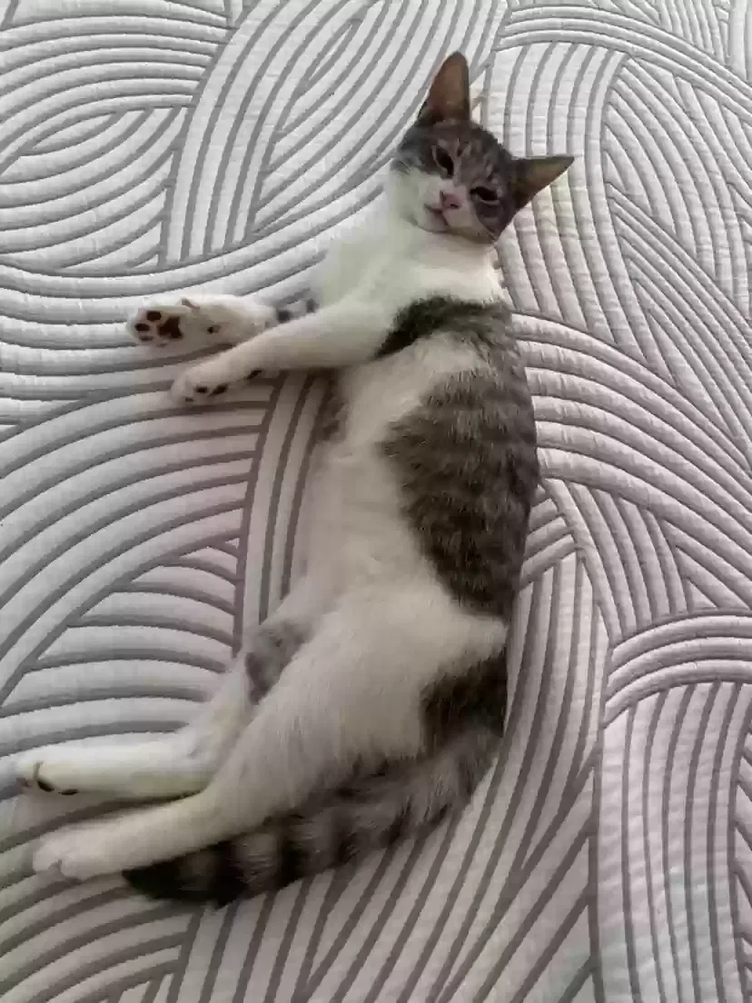 Lost cat in Salem, OR, 97305