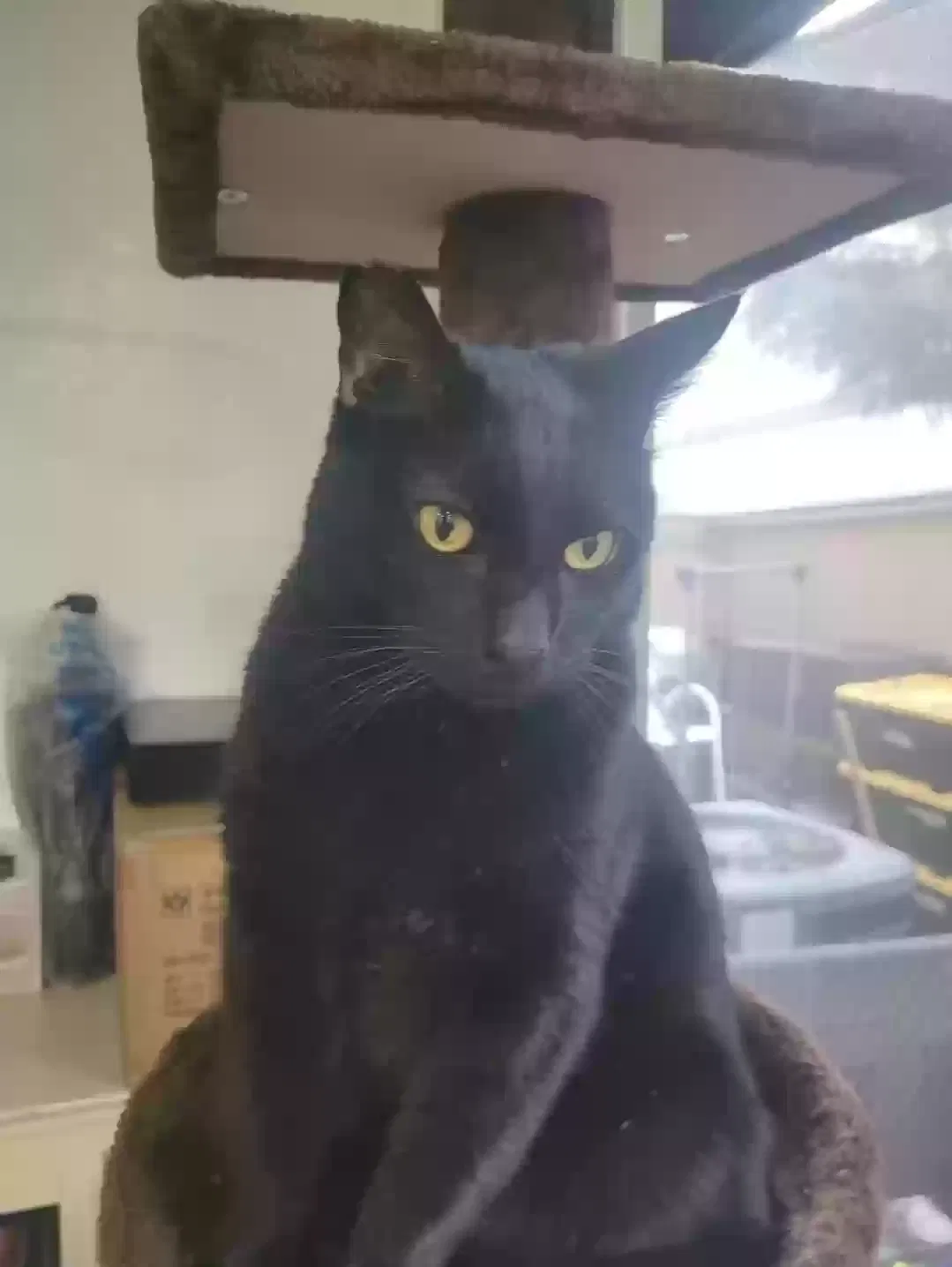 Lost cat in Rowland Heights, CA, 91748