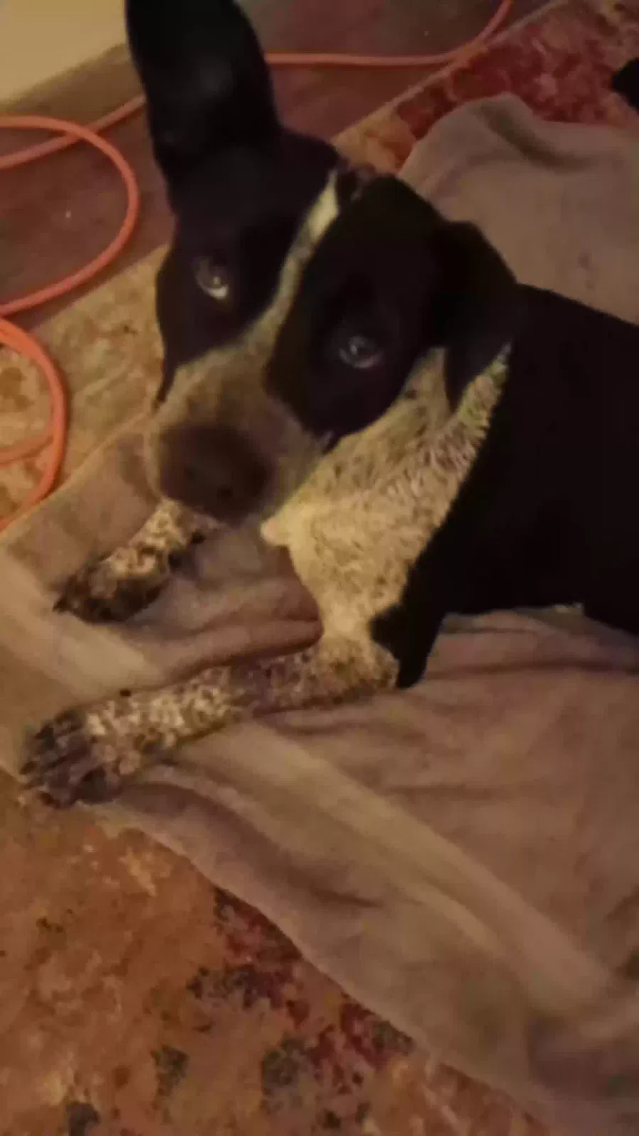 Found dog in Victoria, TX, 77905
