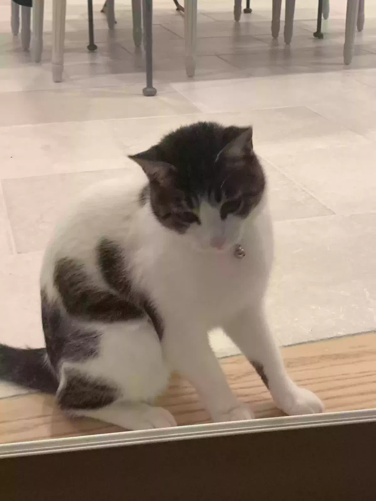 Lost cat in New Canaan, CT, 6840