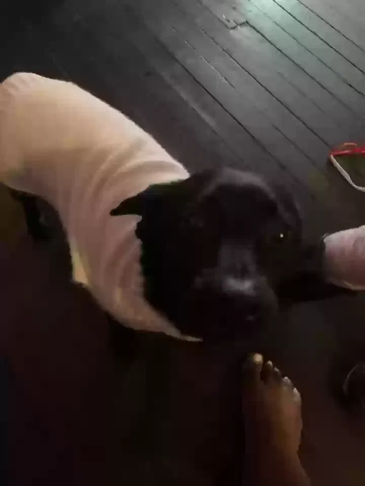 Lost dog in Kansas City, MO, 64109