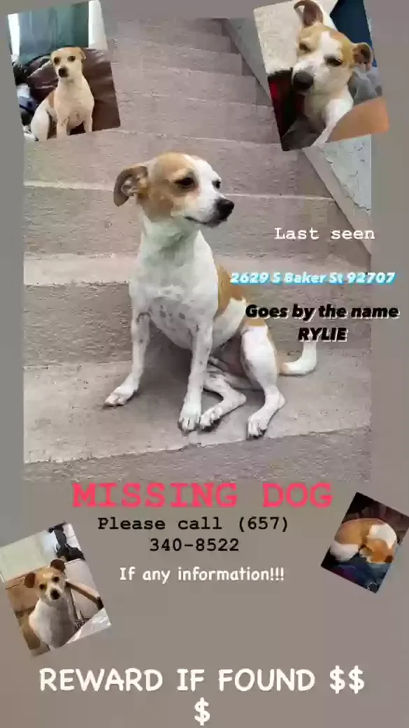 Lost dog in Santa Ana, CA, 92707