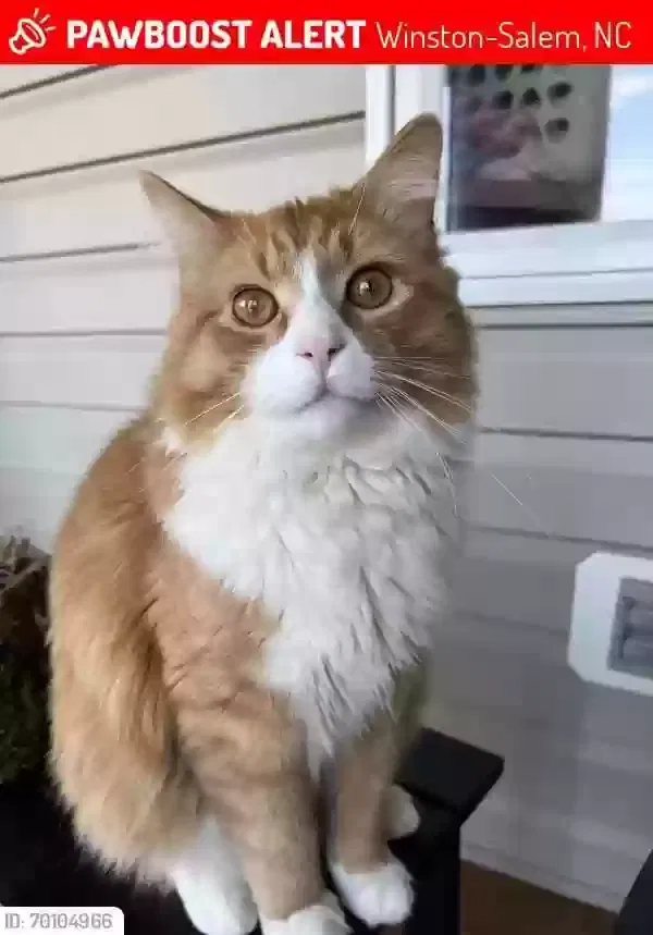 Lost cat in Winston Salem, NC, 27127