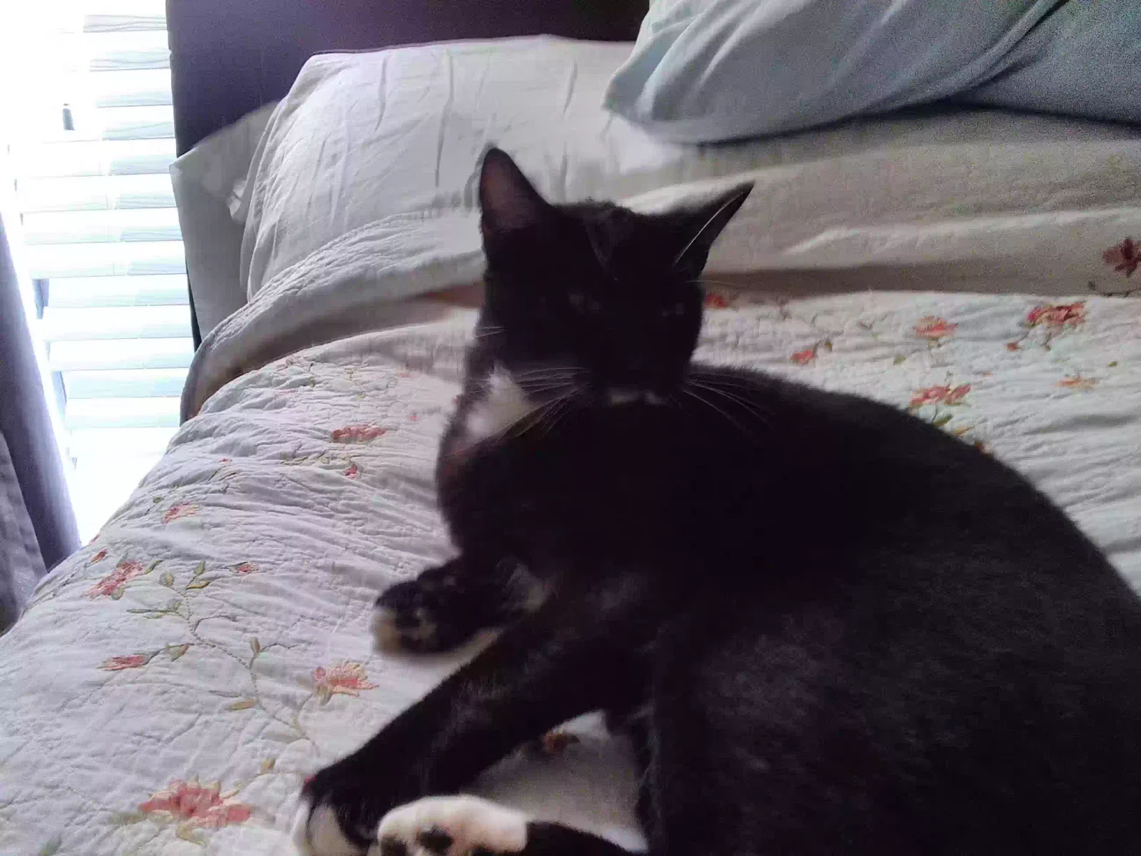 Lost cat in Chipley, FL, 32428