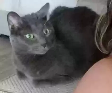 Lost cat in Phoenix, AZ, 85020