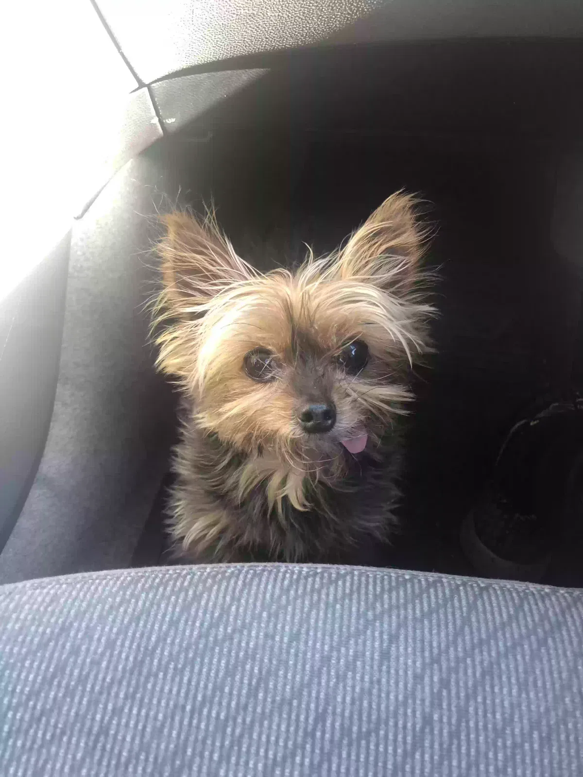 Lost dog in North Las Vegas, NV, 89084