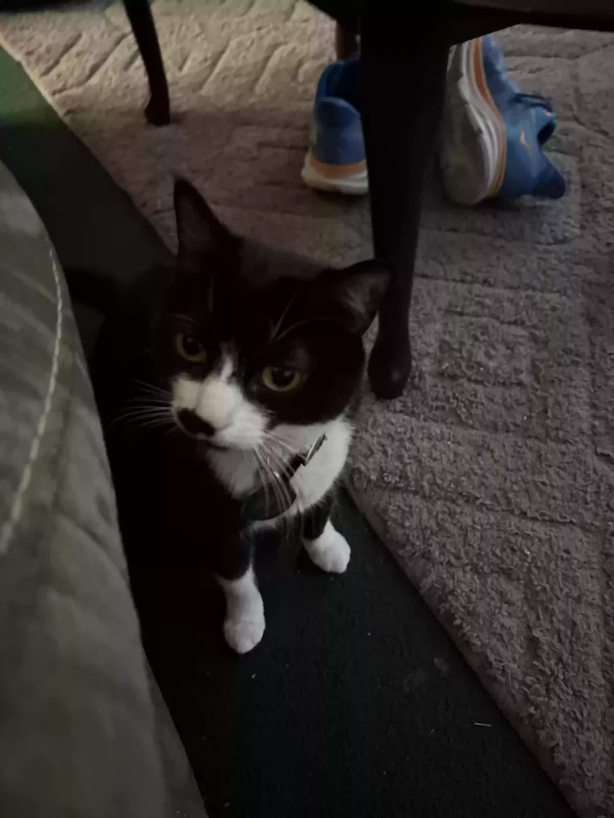 Lost cat in San Antonio, TX, 78230