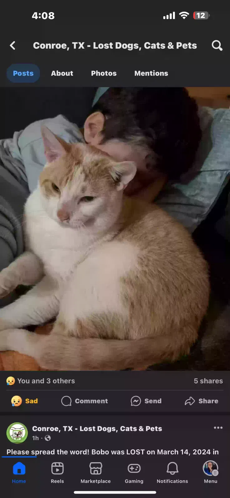 Lost cat in Conroe, TX, 77303