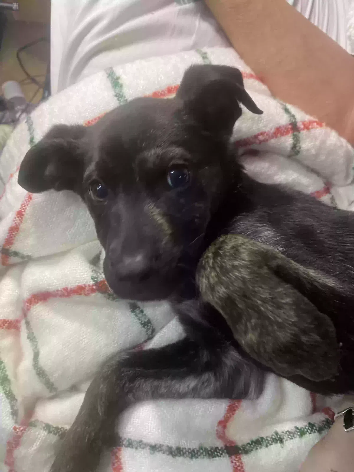 Lost dog in Alvarado, TX, 76009