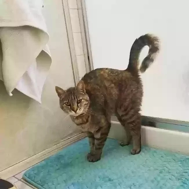 Lost cat in Las Vegas, NV, 89147