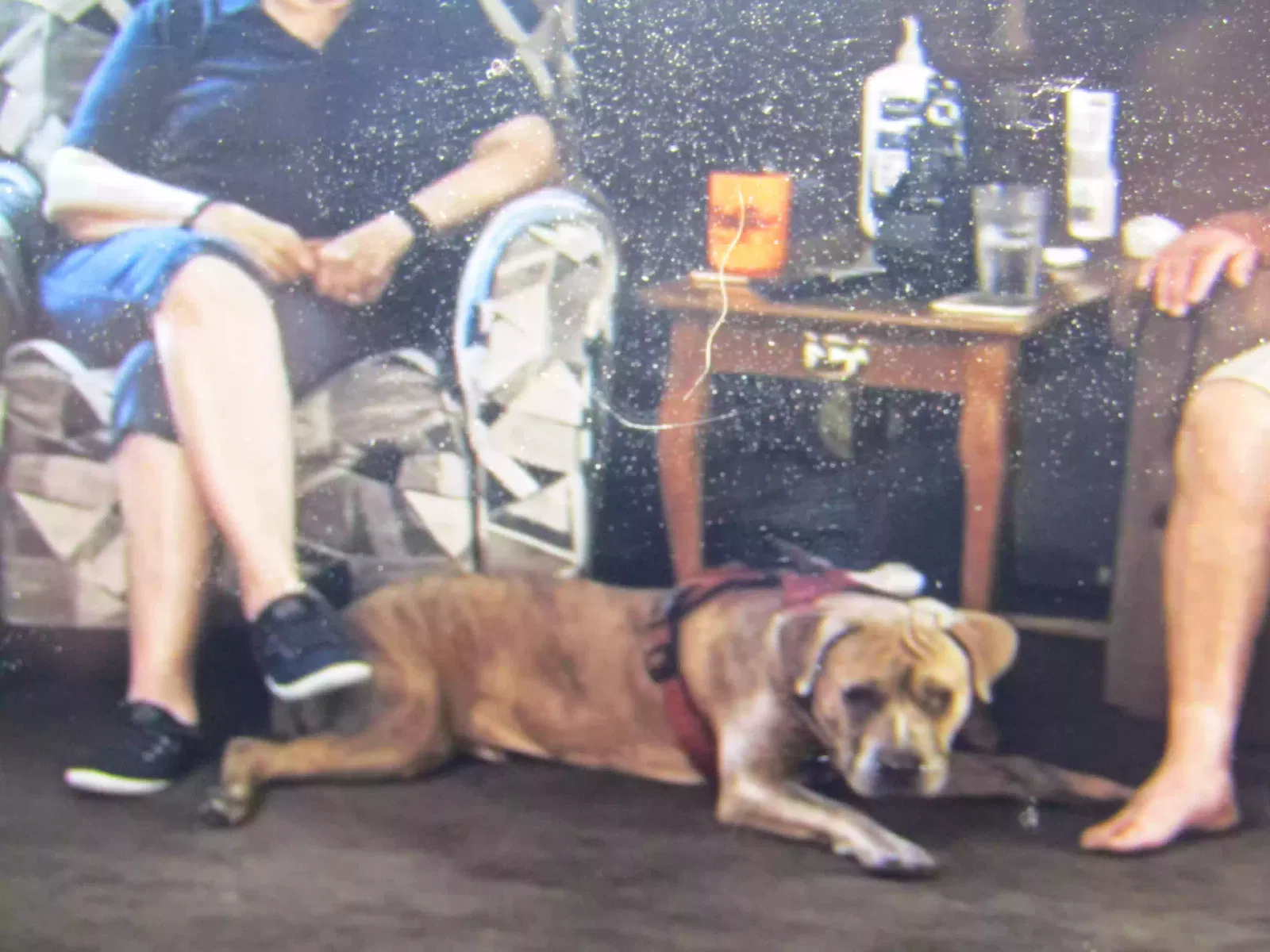 Lost dog in Richmond, VA, 23220