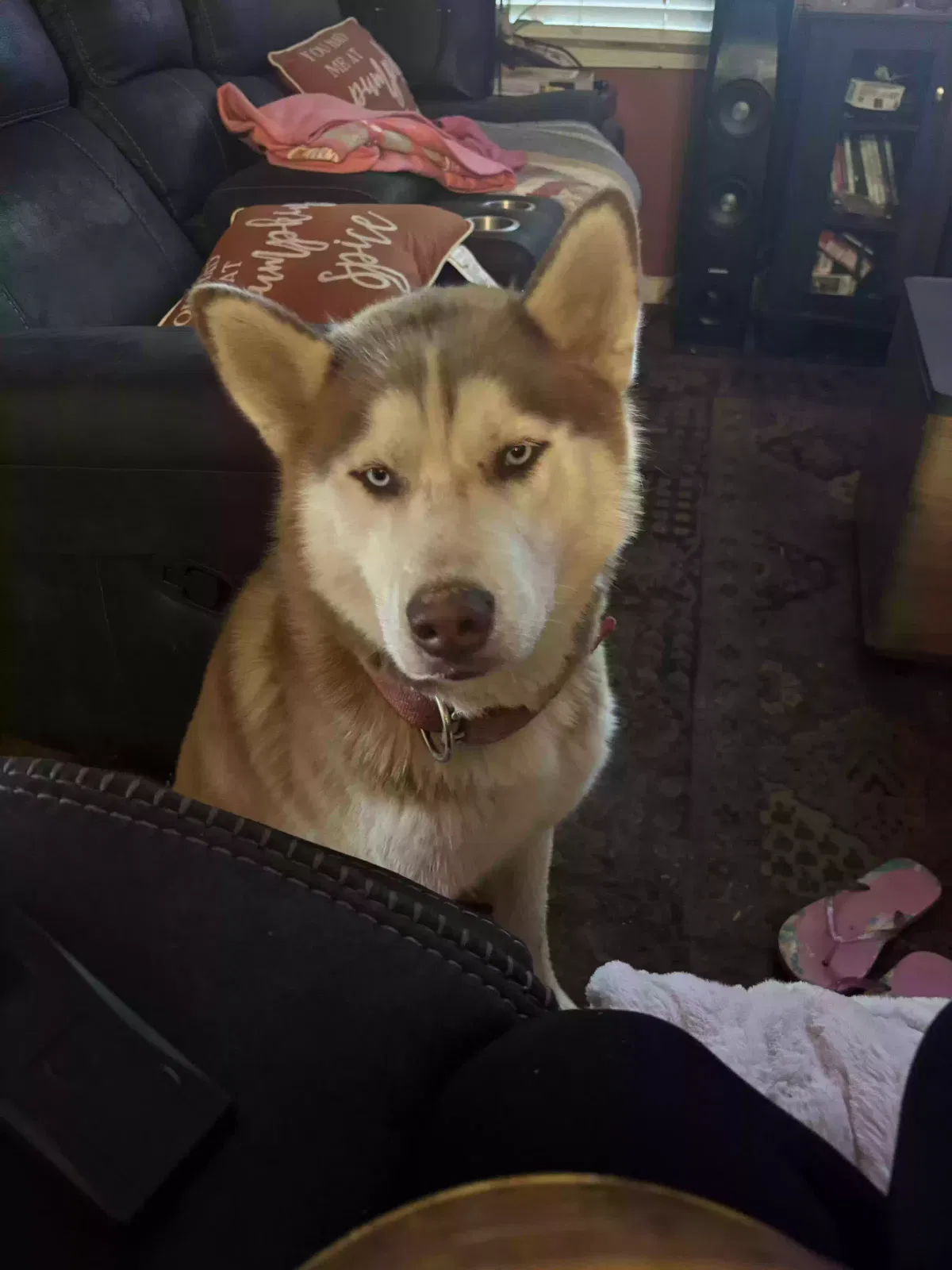 Lost dog in Resaca, GA, 30735
