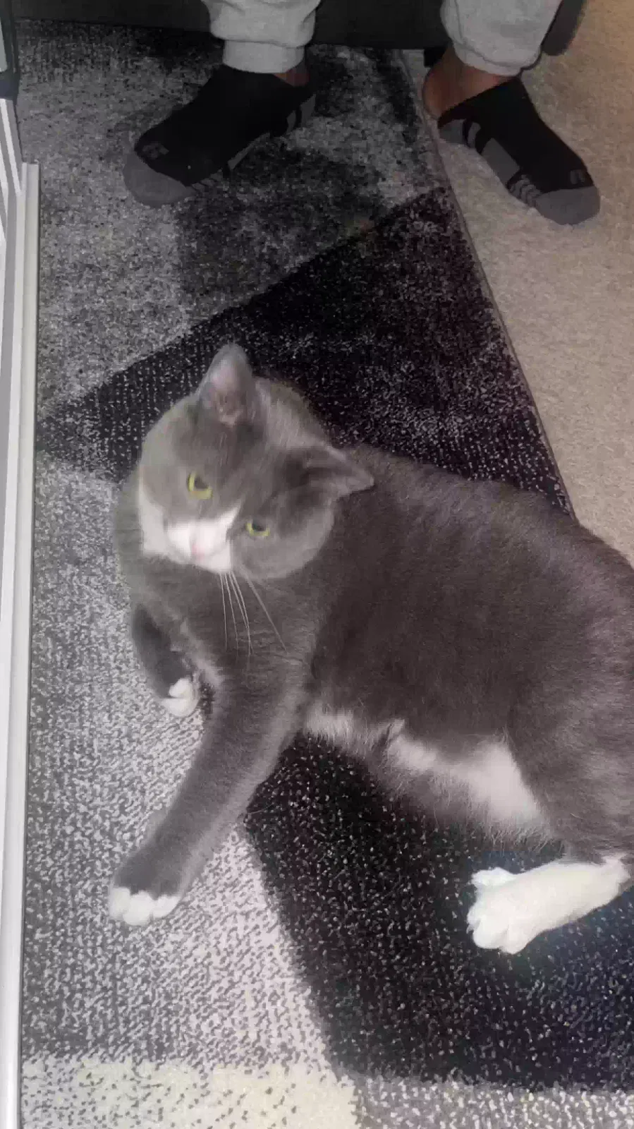 Lost cat in Saint Paul, MN, 55113