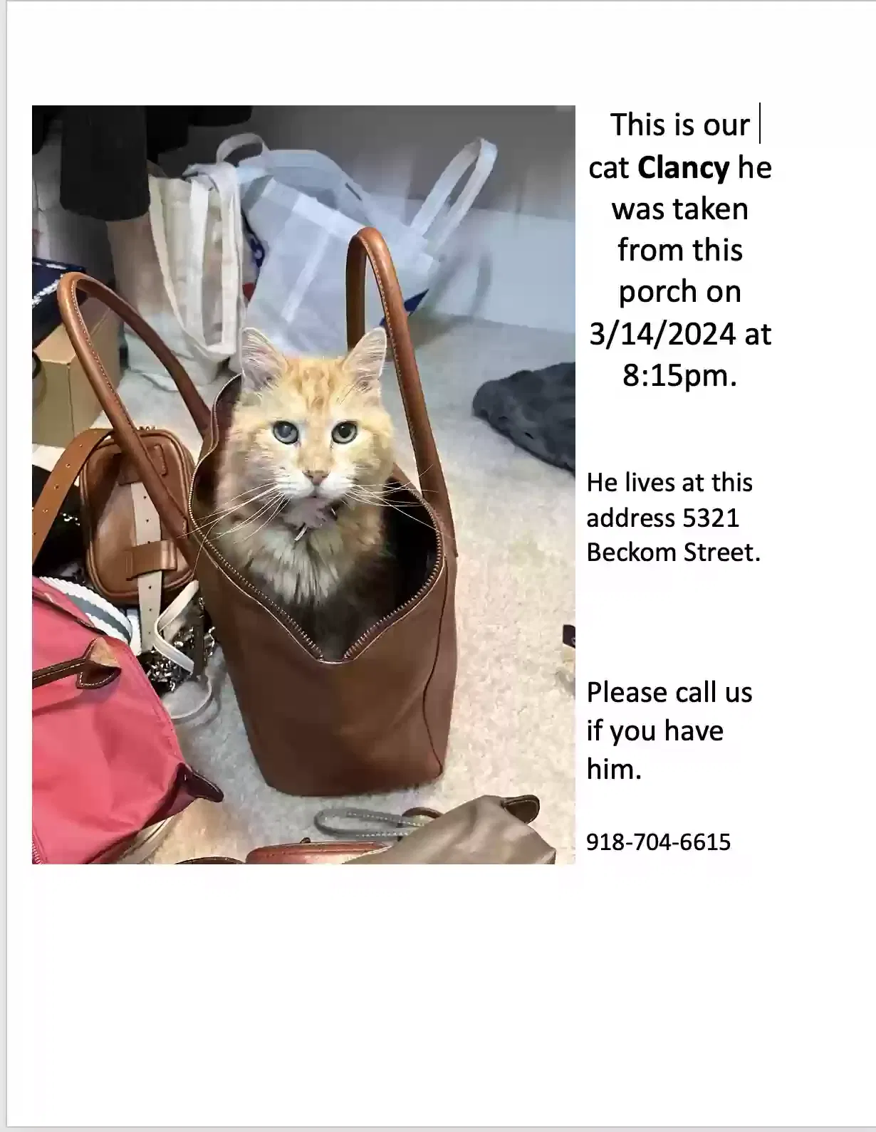 Lost cat in Raleigh, NC, 27616