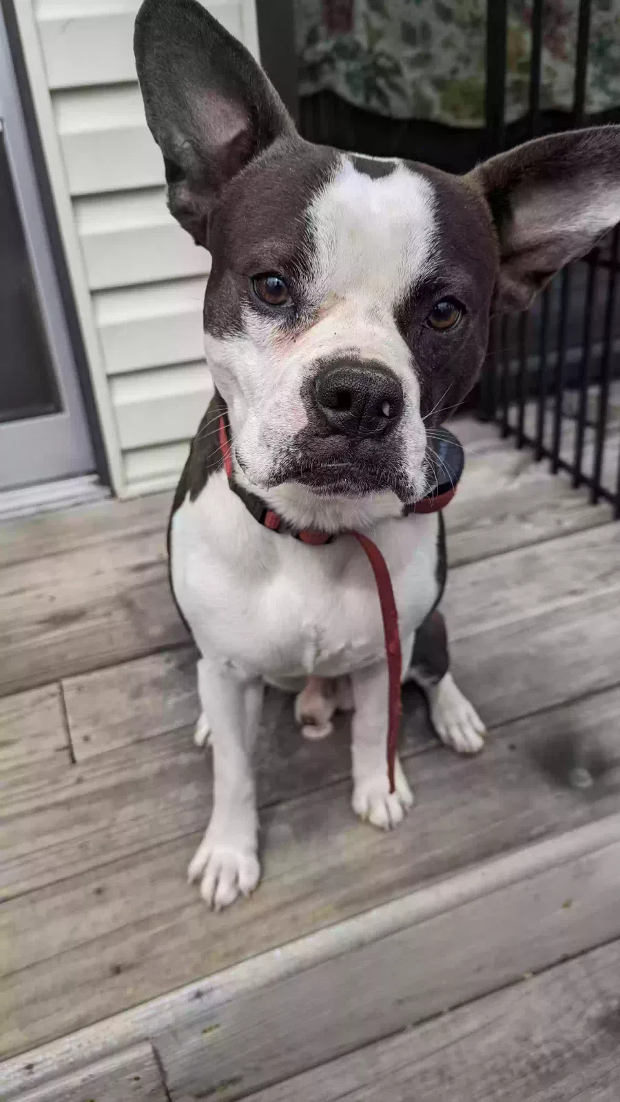 Found dog in Estill Springs, TN, 37330