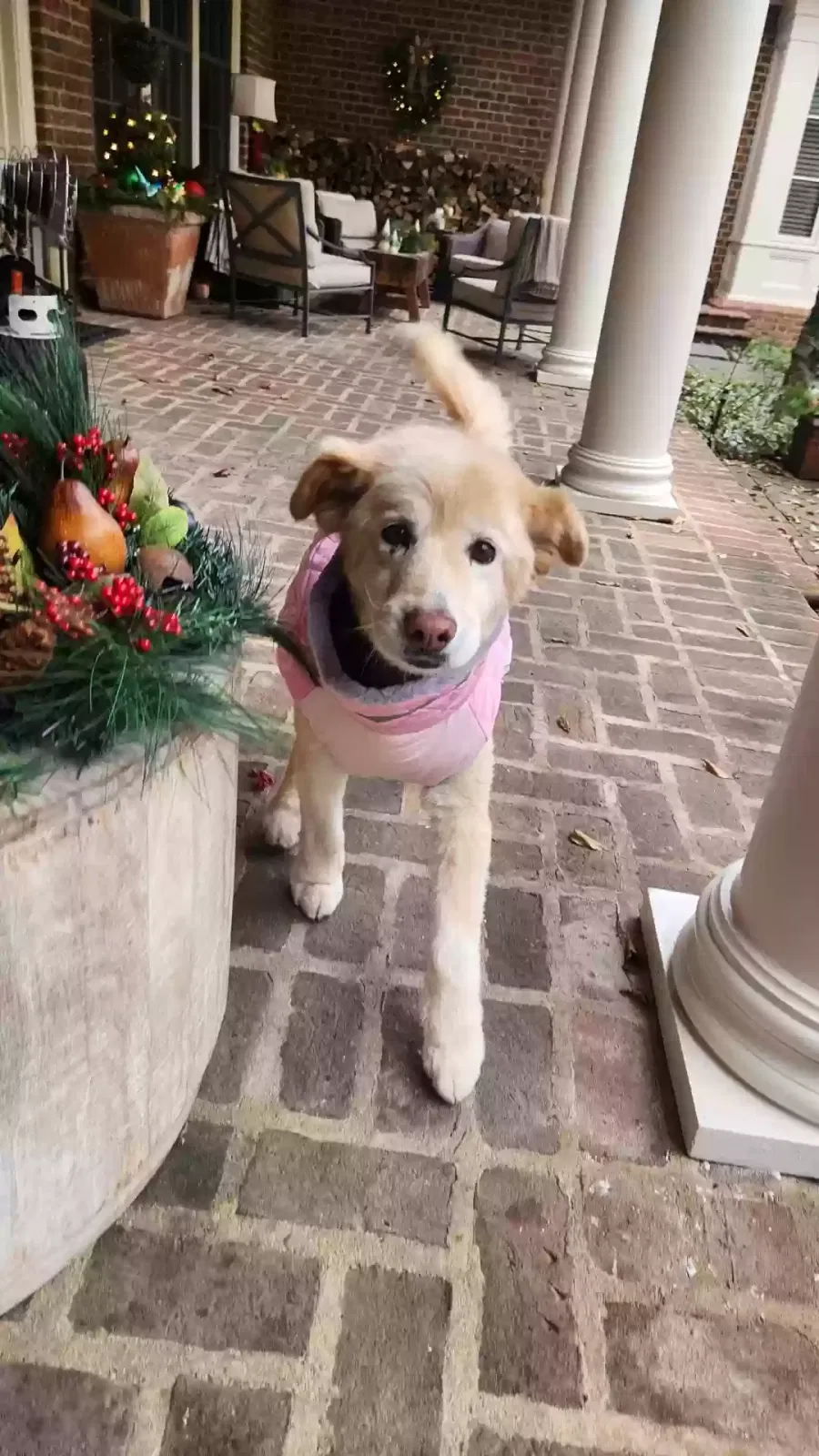 Lost dog in New Albany, OH, 43054