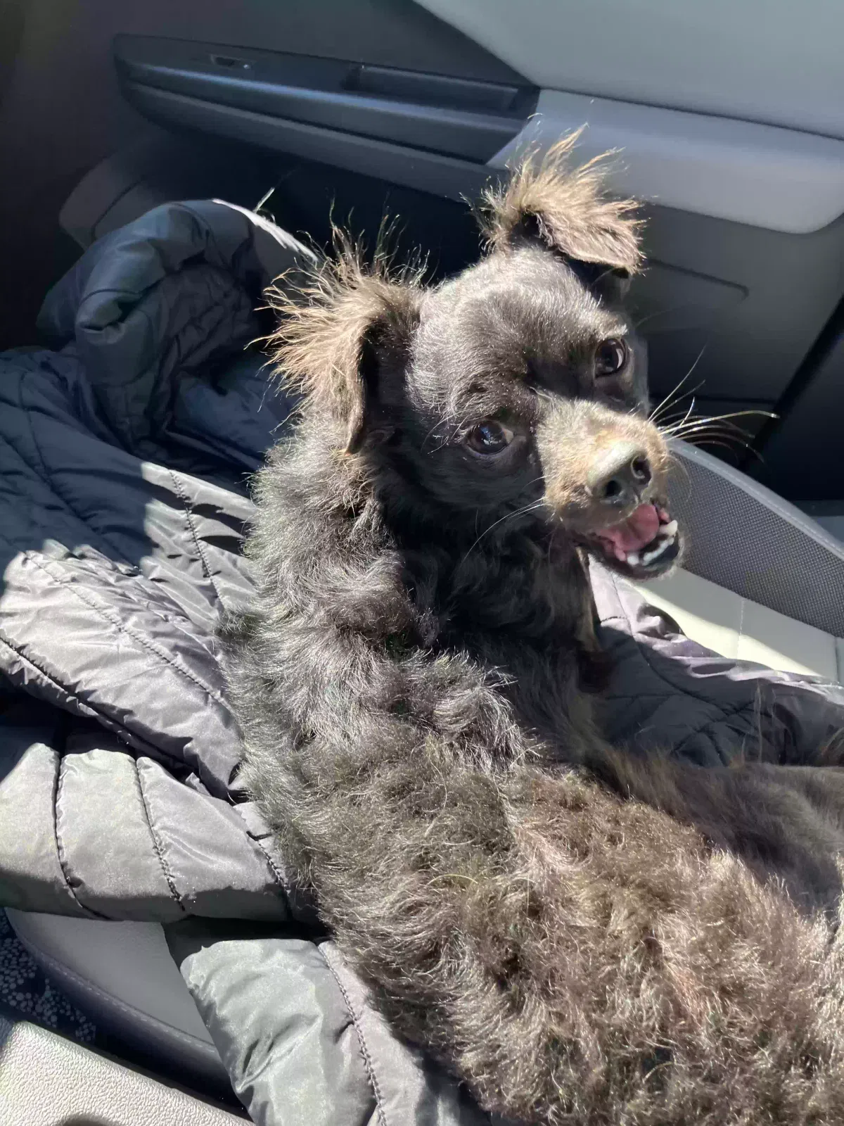 Found dog in Castro Valley, CA, 94546