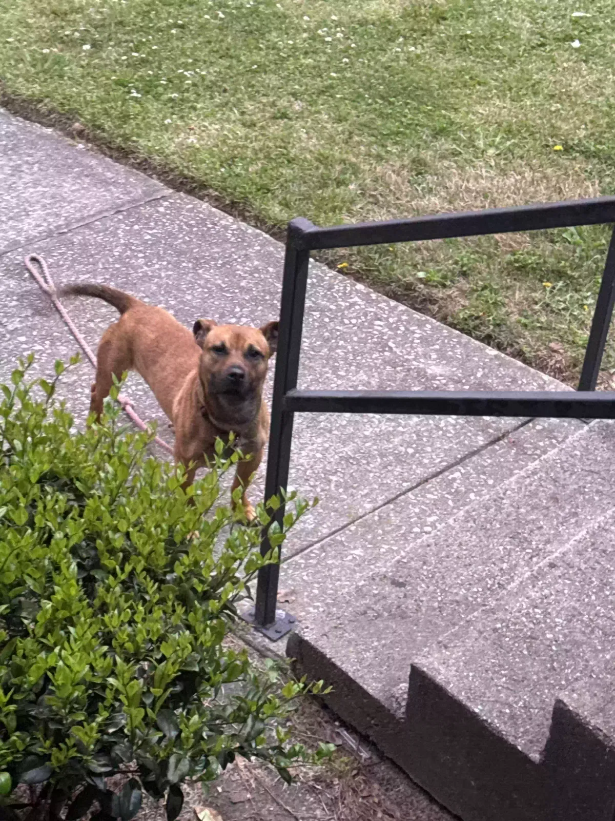 Found dog in Riverdale, GA, 30274